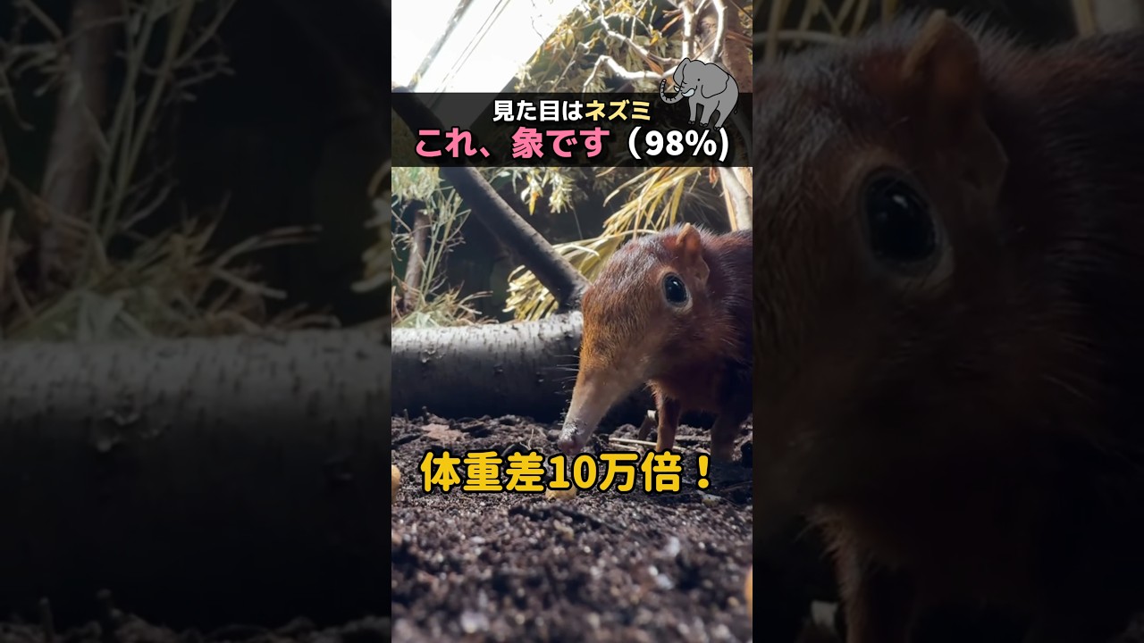 見た目はネズミ これ、象です(98％) #ほっこりショート #動物 #科学 #ハネジネズミ