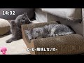 おつぼねことたぬきがついに、、!#猫#猫動画