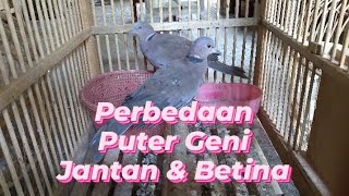 Perbadaan Puter Geni Jantan dan Betina