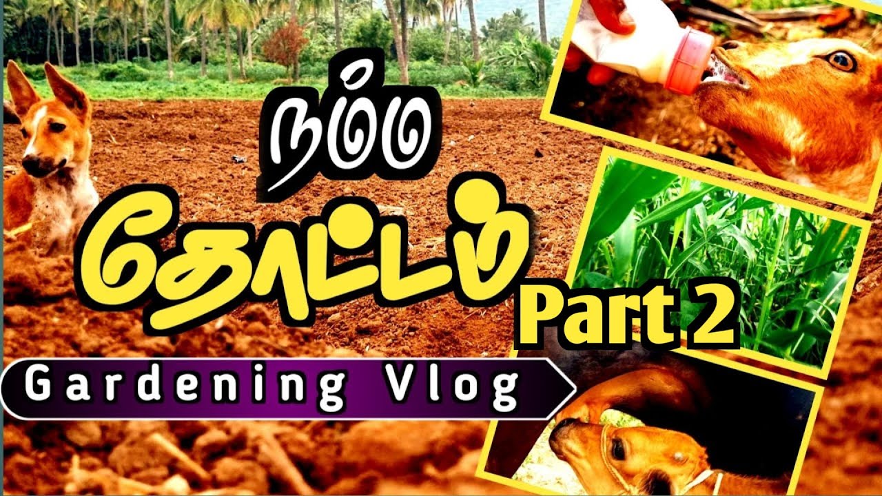 நம்ம தோட்டம் Part 2 Gardening ideas tamil Gardening vlog Tamil RS