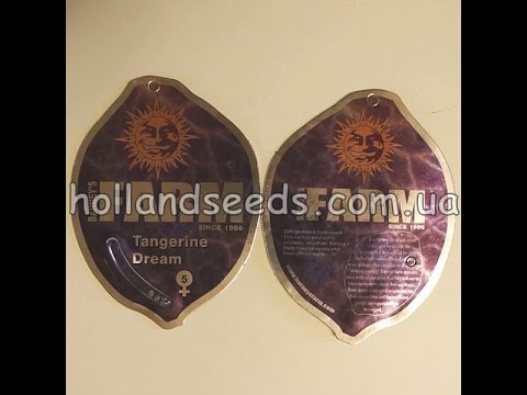 Семена конопли TANGERINE DREAM