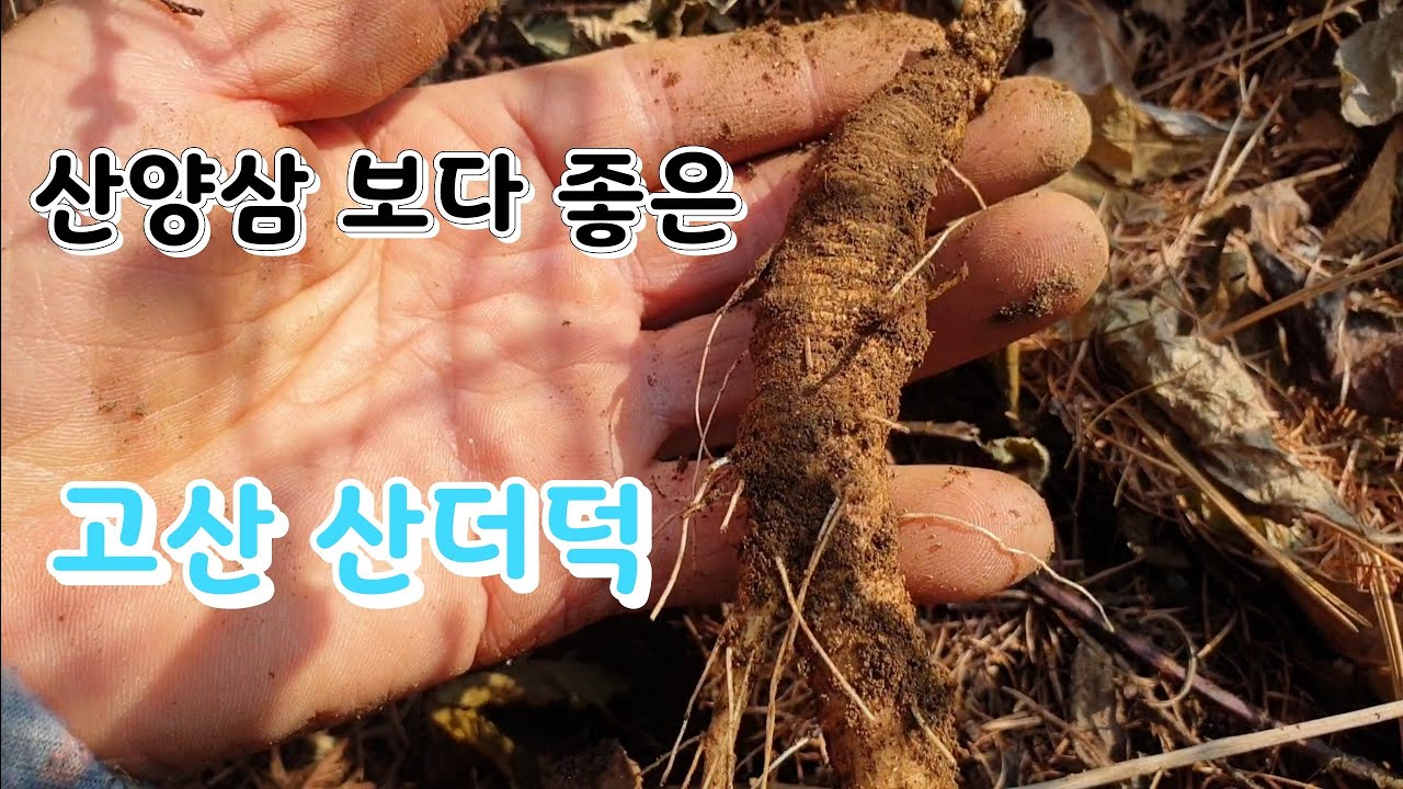 [고산식물 TV] 산삼에 버금가는 산더덕 효능과 실한 산더덕 캐기 - YouTube