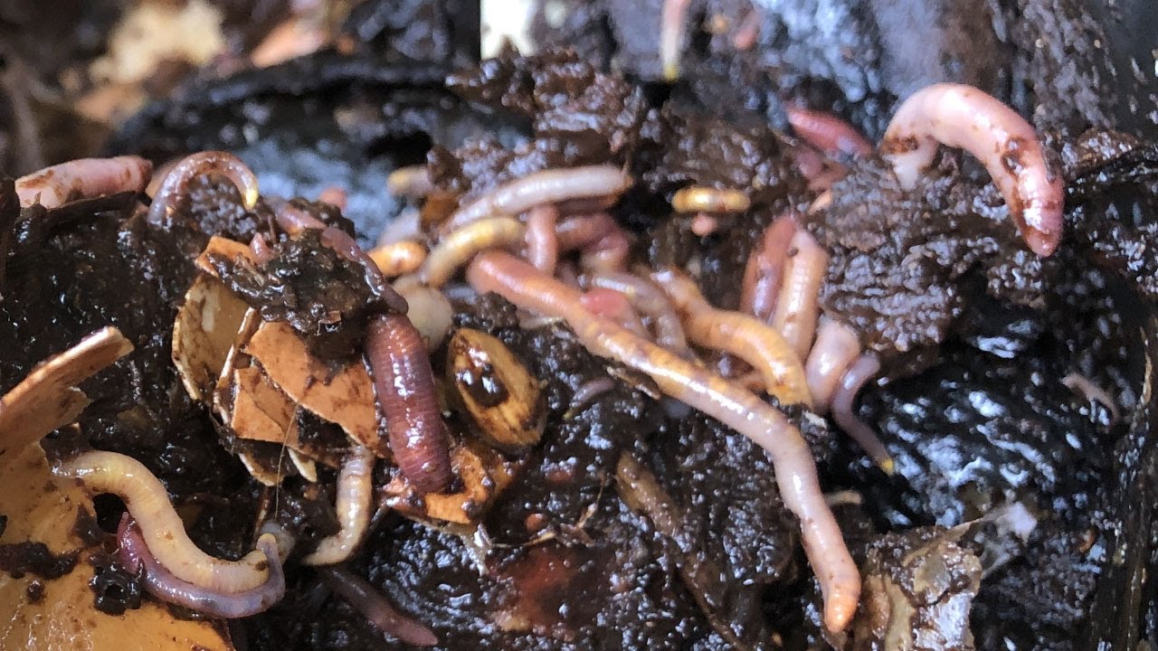 What to Feed Worms - How to Use Worm Farms to Make Vermicompost 