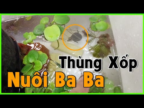 Video Cách Làm Bể Cá Bằng Thùng Xốp Đẹp nuôi Ba Ba chỉ có... - youtube