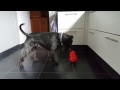 The Life of Jazz, The Standard Schnauzer の動画、YouTube動画。