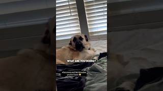 This Dog Thought He Was Home Alone 😂