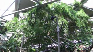 Minnesota Zoo-Tropics: Asia (Part 1)