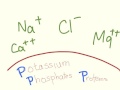 Intracellular vs extracellular ion prevalence mnemonic