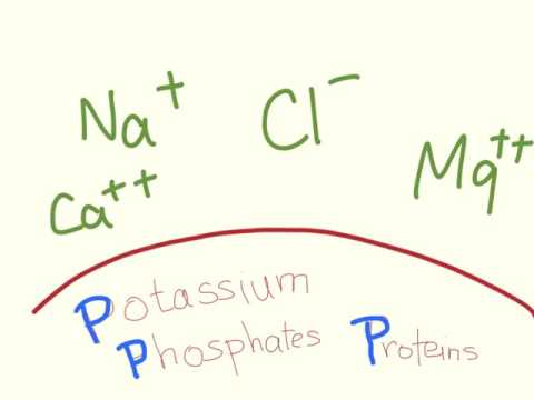 Video: Ano ang mga pangunahing cation at anion sa katawan?