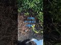 けいたん、ごめんなさい🙏💦#けいきち #猫 #shorts#動画切り抜き
