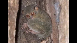 Tangkoko national park - Sulawesi (Indonésie) - Mars 2016