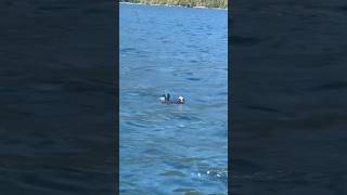 Sea Otter Tour In Tofino, Vancouver Island