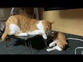 壮絶な猫バトル