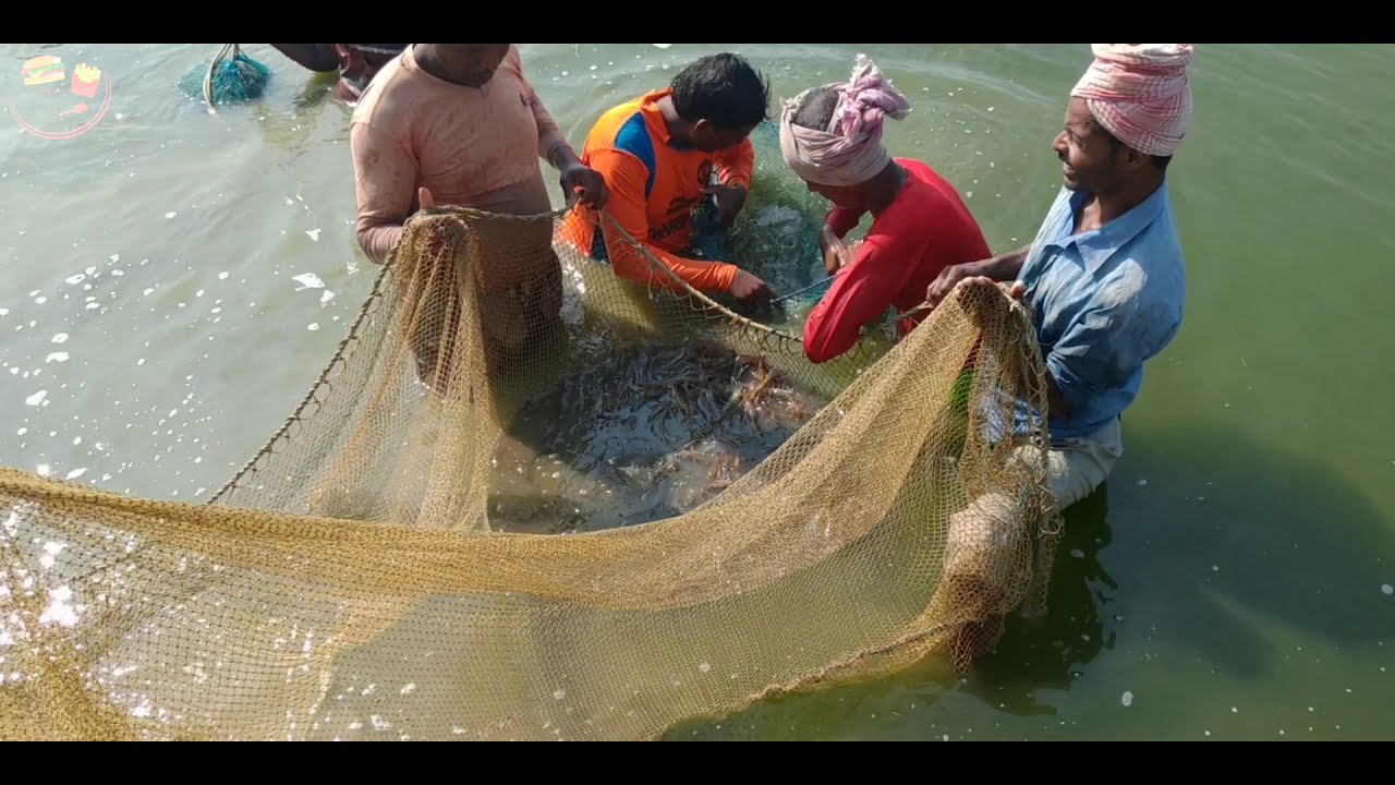 PRAWN/SHRIMP HARVESTING | Golda Chingri by bisu's food diary