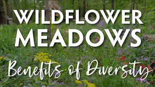 Wildflower Meadow