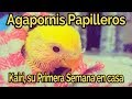 😍 Kairi Primera Semana en Casa 🐣 Agapornis Roseicollis Papilleros Lutinos KH3