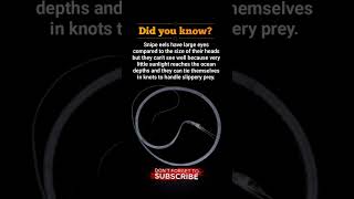 This Deep Sea Eel Ties Itself in Knots to Eat! | Snipe Eel Facts You Didn't Know #shorts