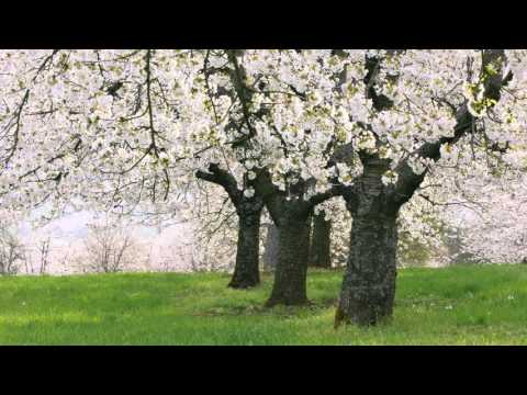 Waltz For Venus - Spring Blossom
