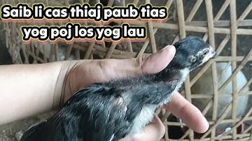 saib nyuam qaib li cas thiaj paub tias yog poj thiab yog lau