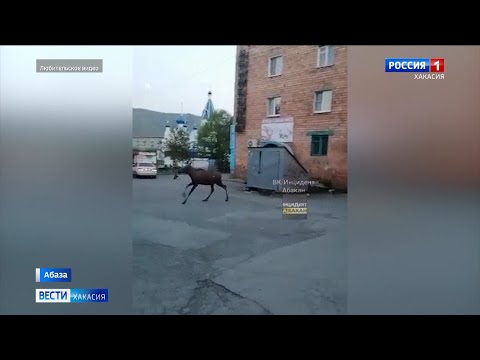 Лось, который выбежал к людям в Абазе, погиб