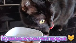 Музыкально-кошачий перерыв от котиков Салема и Лаки 😸