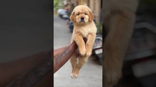 Golden Retriever Puppy For Adoption 🤯😱 #shorts