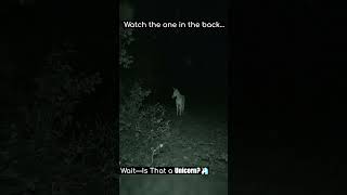 Horse has a Unicorn! Wait for it...