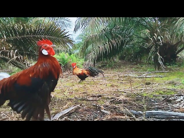 Ayam hutan ganas!!! mikat ayam hutan merah class=