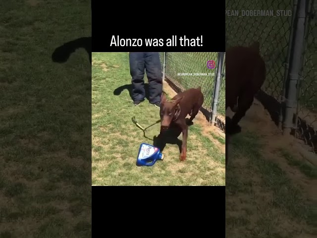 #alonzothehungariandoberman was all that! His daughter will be dropping a litter soon!