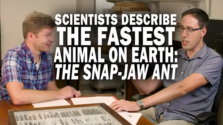 Scientists Describe the Fastest Animal on Earth: the Snap-Jaw Ant