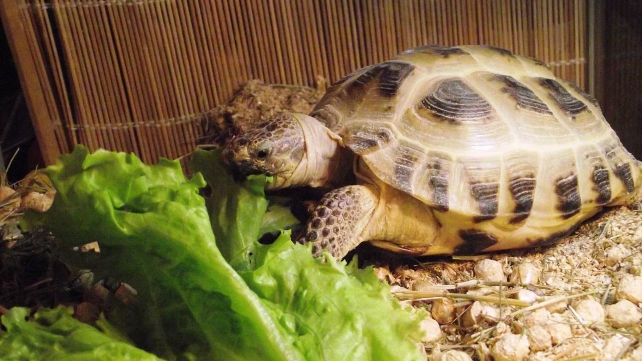 Чем кормить черепаху в домашних условиях сухопутную. Среднеазиатская черепаха. Среднеазиатская сухопутная черепаха. Среднеазиатская черепаха трехголовые. Желтоголовая индийская черепаха.