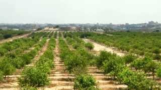 الزحف العمراني على الأراضي الزراعية في قطاع غزة