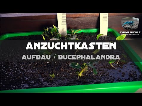 Video: Wie Man Aquarienpflanzen Aus Samen Züchtet