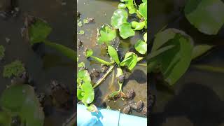 I Feed Frogs on a Capped PVC Pipe Floating Raft DIY #shorts  #food #catfishfarm #chickenparts