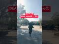 豆柴の大群 DEAD iNSiDE踊ってみた