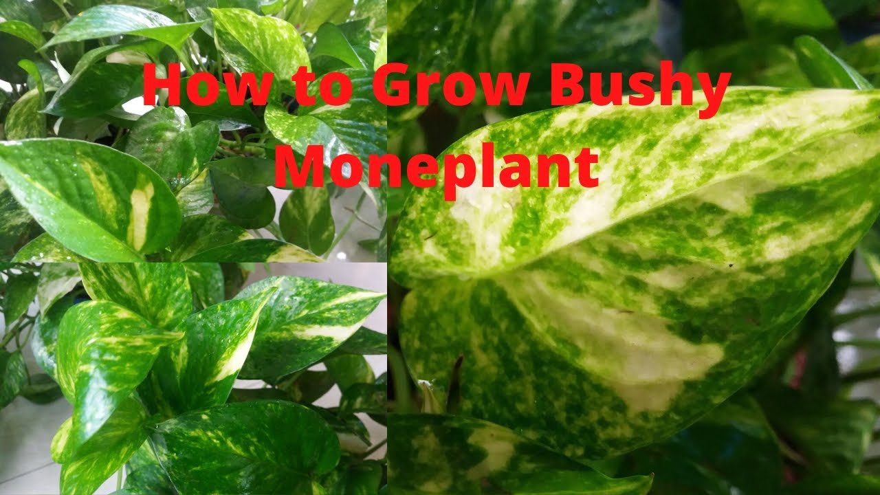 how-to-grow-bushy-moneyplant-youtube