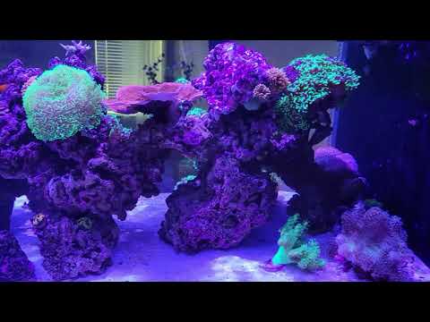 Tang Gang added!