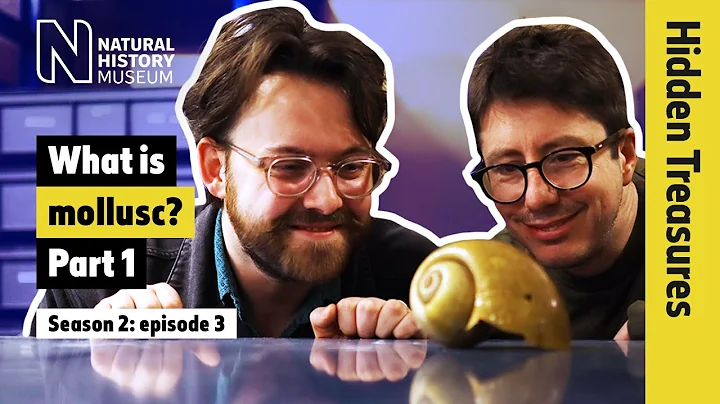 Mysterious molluscs: from tiny snails to Darwin’s favourite octopus | Hidden Treasures | S2E3 P1 - DayDayNews