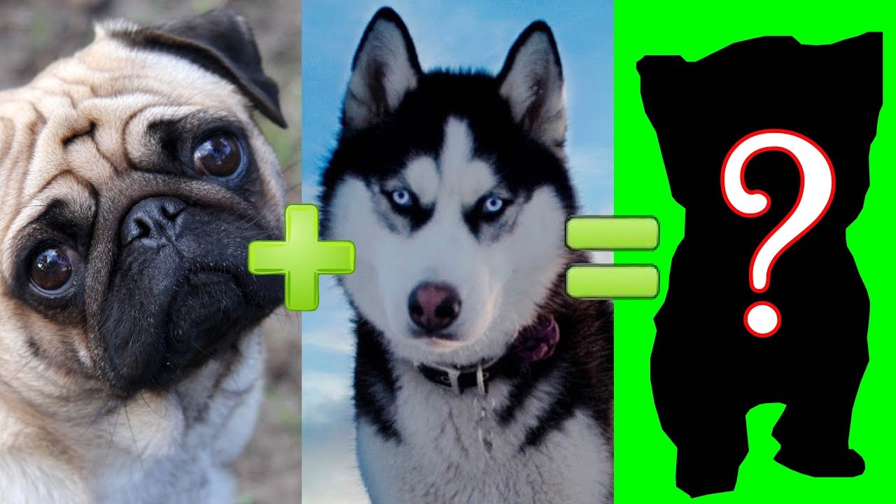 หมาพันธุ์ต่างๆ  2022 New  จะเกิดอะไรขึ้นหากนำสุนัข 15 สายพันธุ์สุดน่ารักมาผสมพันธุ์กัน(สัตว์โลก)