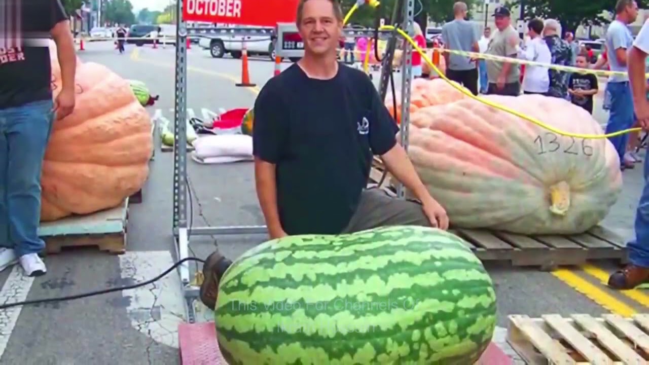 || The world's biggest ten fruits and vegetables || Guinness book of world records 2023 ||