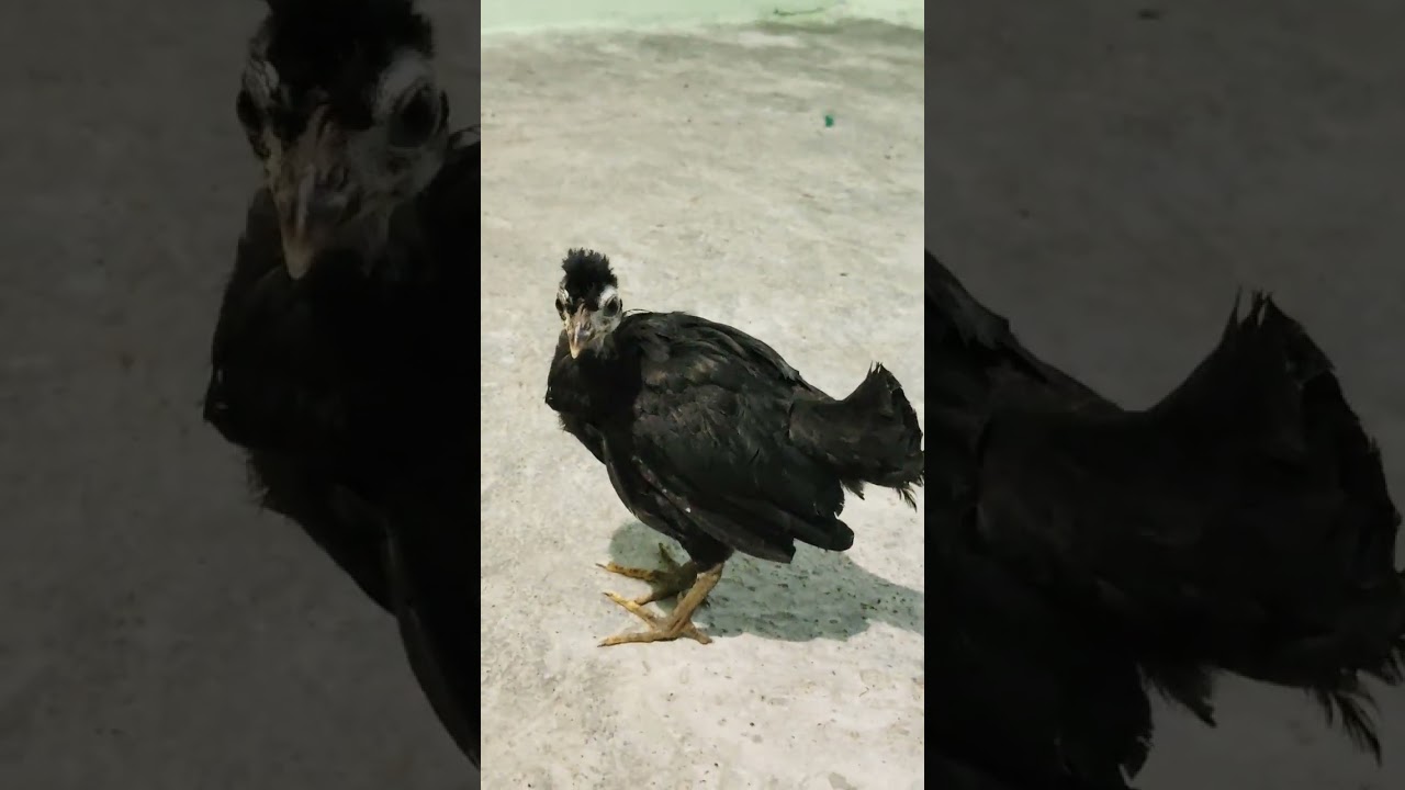 Active hen 🔥🔥🔥