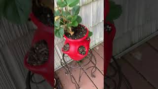 Virtual Scentwork Intermediate #2