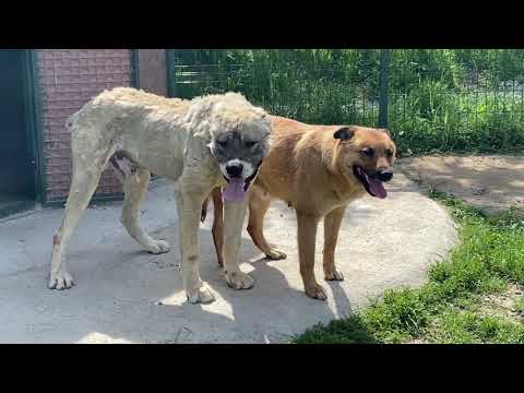 Видео: Чифтосване при кучета