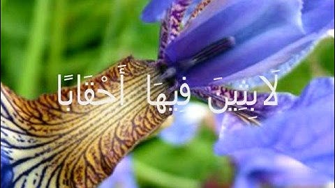 احمد اسامه الترجمان سورة النبا el torgoman