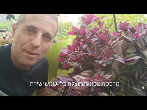 וִידֵאוֹ: מה הפירוש של יהודי נודד?