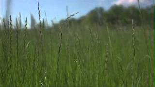 Alice Walker: Beauty In Truth - Teaser