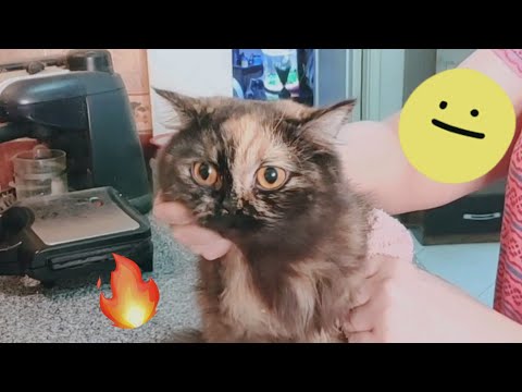 فيديو: كيفية التعامل مع قطة في الحرارة: 10 خطوات