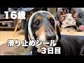 【16歳ダックス】滑り止めシール３日後報告