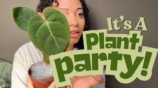 I ve Snagged Some AWESOME Anthuriums Alocasia The Green Escape Haul
