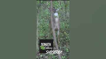 Huge Whitetail Buck Tears up Licking Branch over Mock Scrape